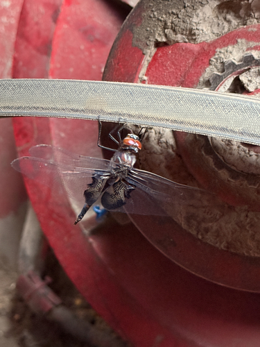 Black Saddlebags