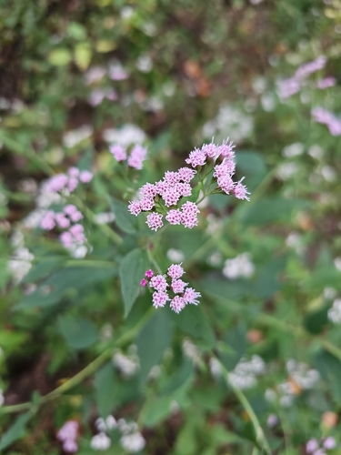 white snakeroot