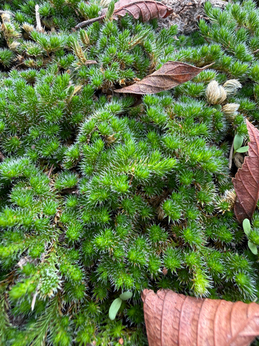 Peruvian Spikemoss