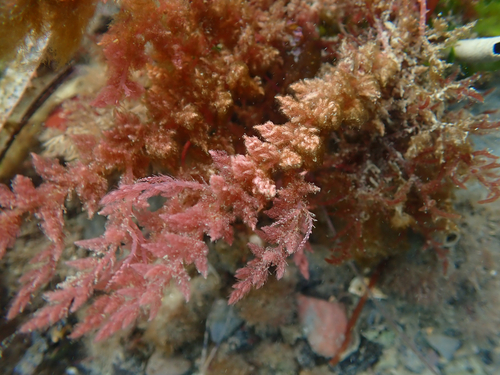 Asparagopsis armata observed 2026-09-27