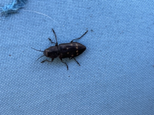 Charcoal Beetle