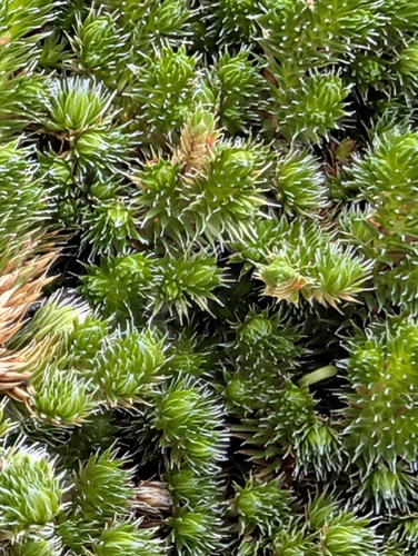 Peruvian Spikemoss