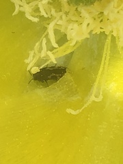 Acmaeodera neglecta neoneglecta