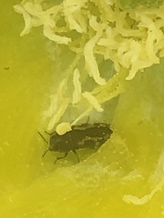 Acmaeodera neglecta neoneglecta