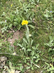 Tephroseris integrifolia