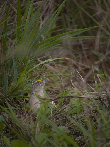 Grassland Sparrow