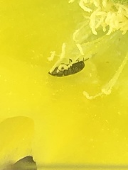 Acmaeodera neglecta neoneglecta