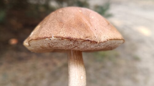 Brown Birch-bolete