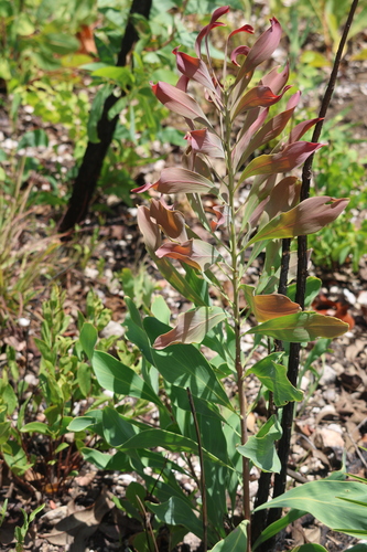 Persoonia falcata observed 2026-10-03