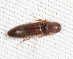 Agriotes oblongicollis