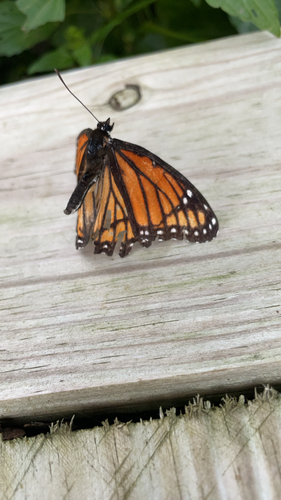 Viceroy