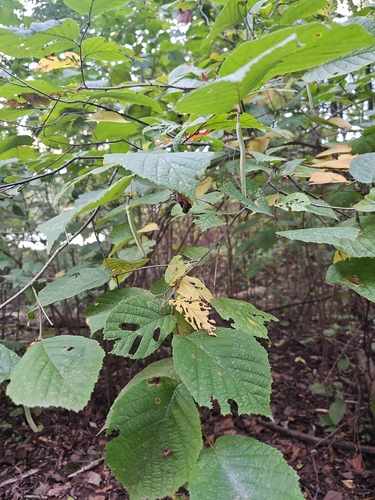 American hazelnut