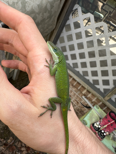 Green Anole