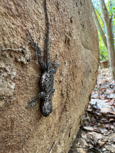 Eastern Fence Lizard
