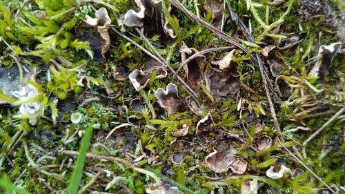 alternating dog lichen