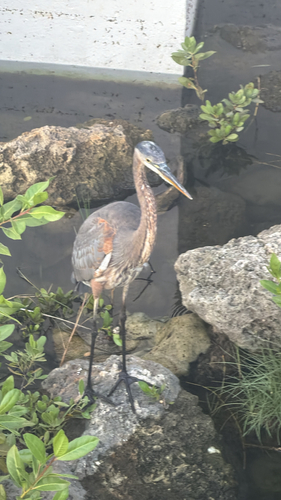 Great Blue Heron