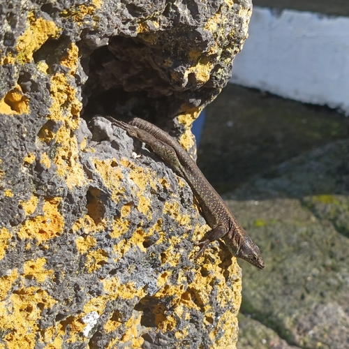 Madeira Lizard