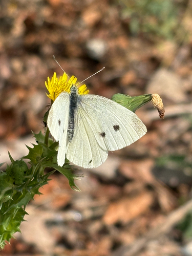 Small White