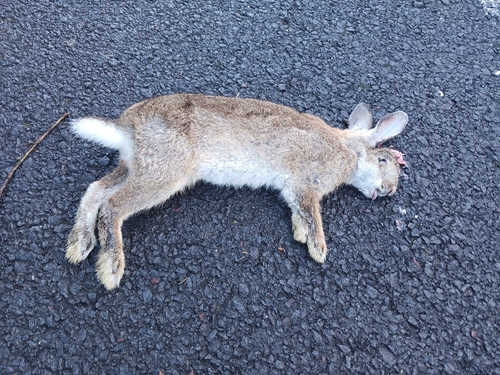 European Rabbit