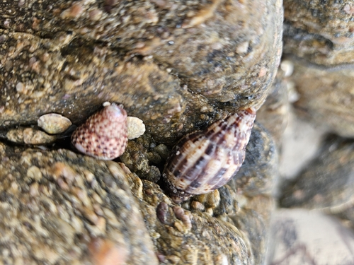 Lyria mitraeformis observed 2026-10-02