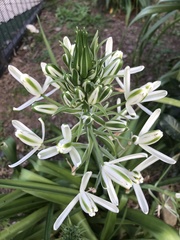 Albuca nelsonii