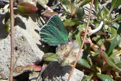 Callophrys