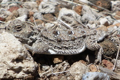 Phrynosoma douglasii