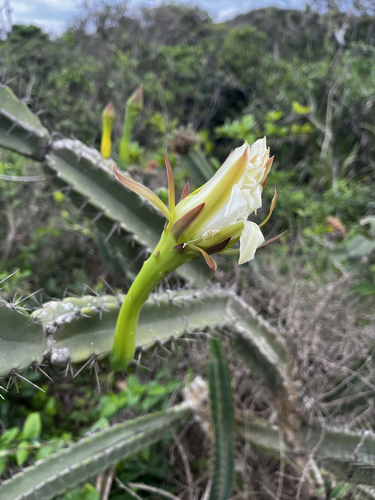 Cereus fernambucensis