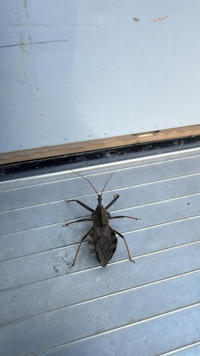 North American Wheel Bug