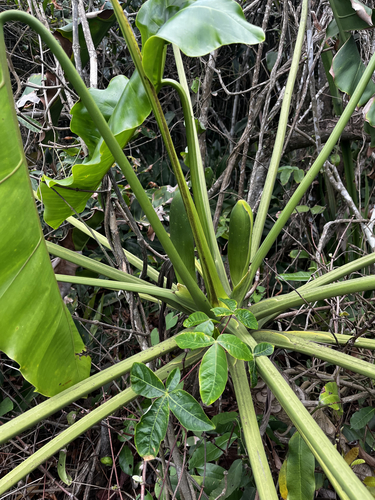 Thaumatophyllum stenolobum