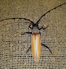 Juiaparus mexicanus
