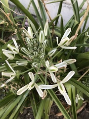 Albuca nelsonii