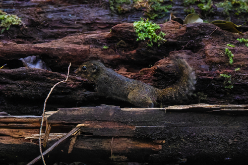 Low's Squirrel