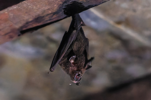 acuminate horseshoe bat
