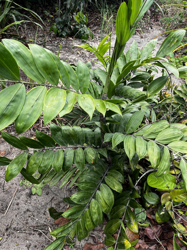 Desmoncus orthacanthos