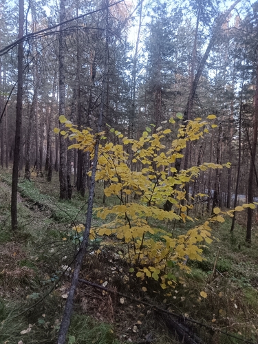 Corylus sieboldiana observed 2026-10-03