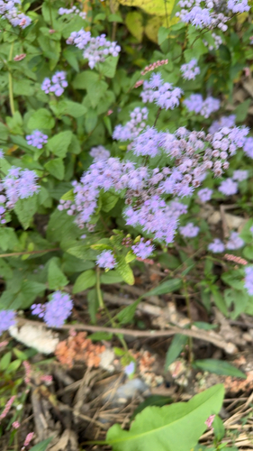 blue mistflower