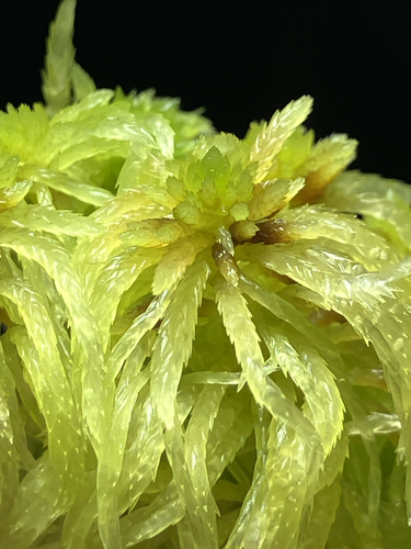 Sphagnum fimbriatum observed 2026-10-03