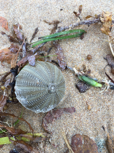 Amblypneustes ovum observed 2026-10-04