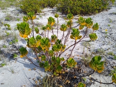 Scaevola plumieri image