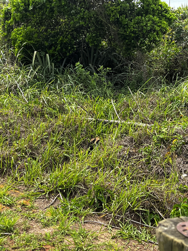 Tamandua tetradactyla tetradactyla