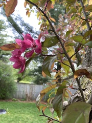 Malus purpurea