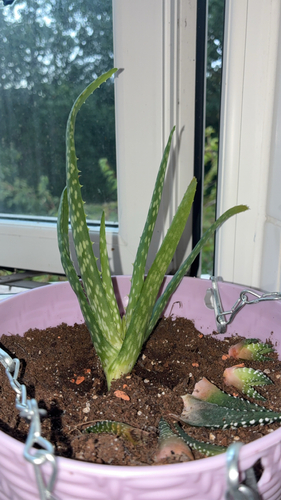 aloe vera