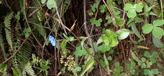 Commelina tuberosa