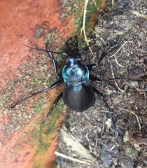 Carabus germarii