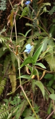 Commelina tuberosa