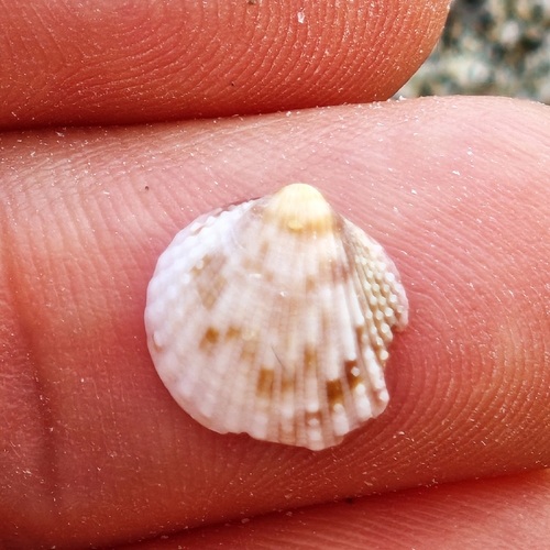 Papillicardium papillosum, 2026-09-06