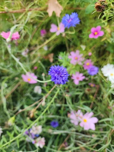 Cornflower