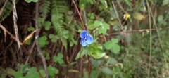 Commelina tuberosa