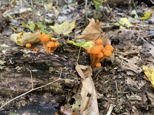 orange mycena
